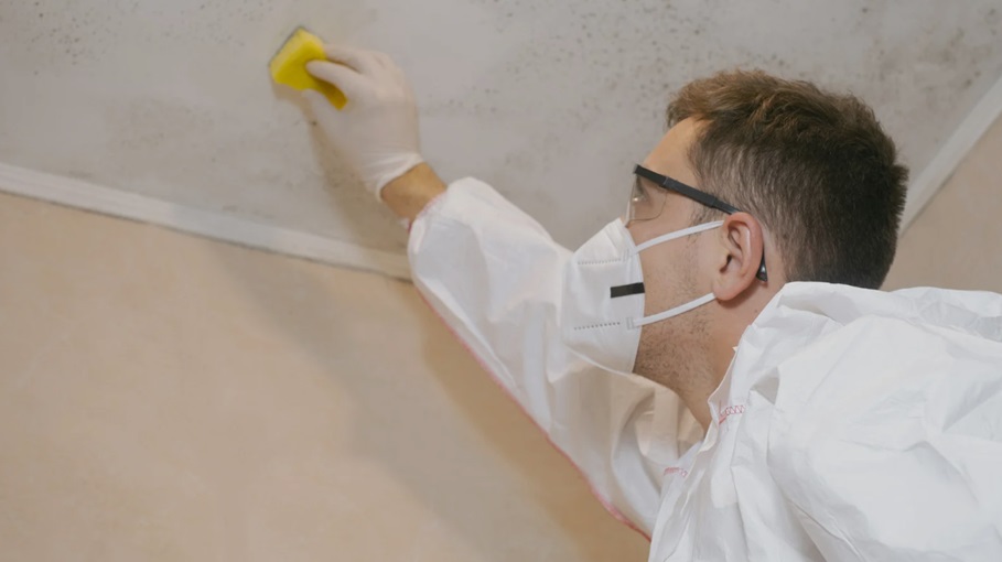 Mold Removal