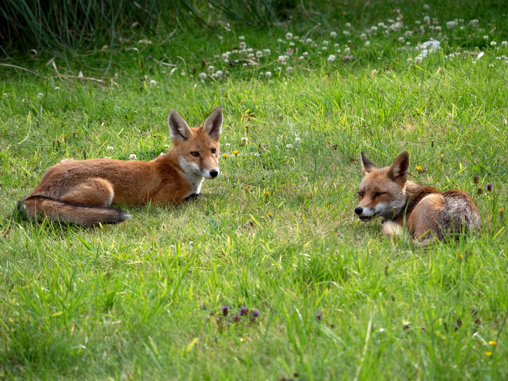 Fox Elimination Campaign: Proven Strategies for Success