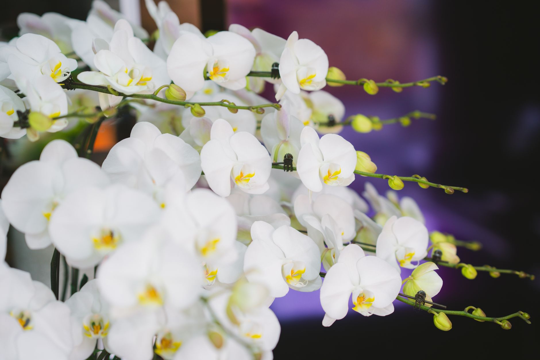 Orchid Nirvana launch: Best Real Estate Opportunity in Devanahalli